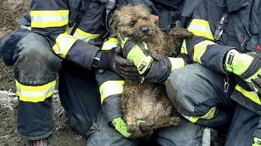 Pes a kočka uvízli v kanále, zachránili je hasiči s bagrem